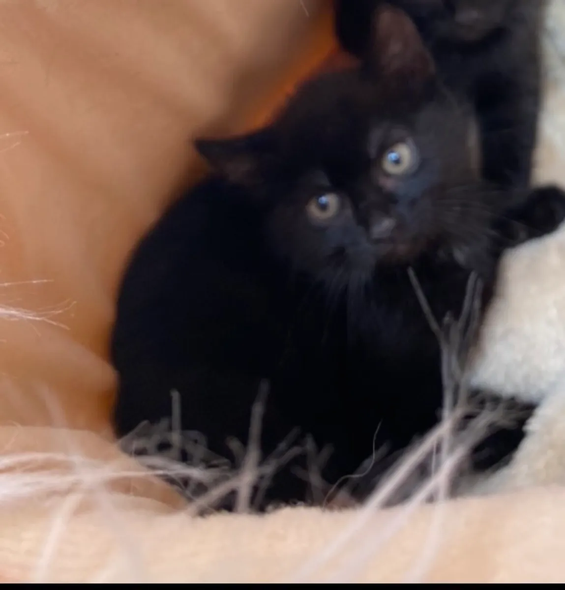 Kittens - Image 2