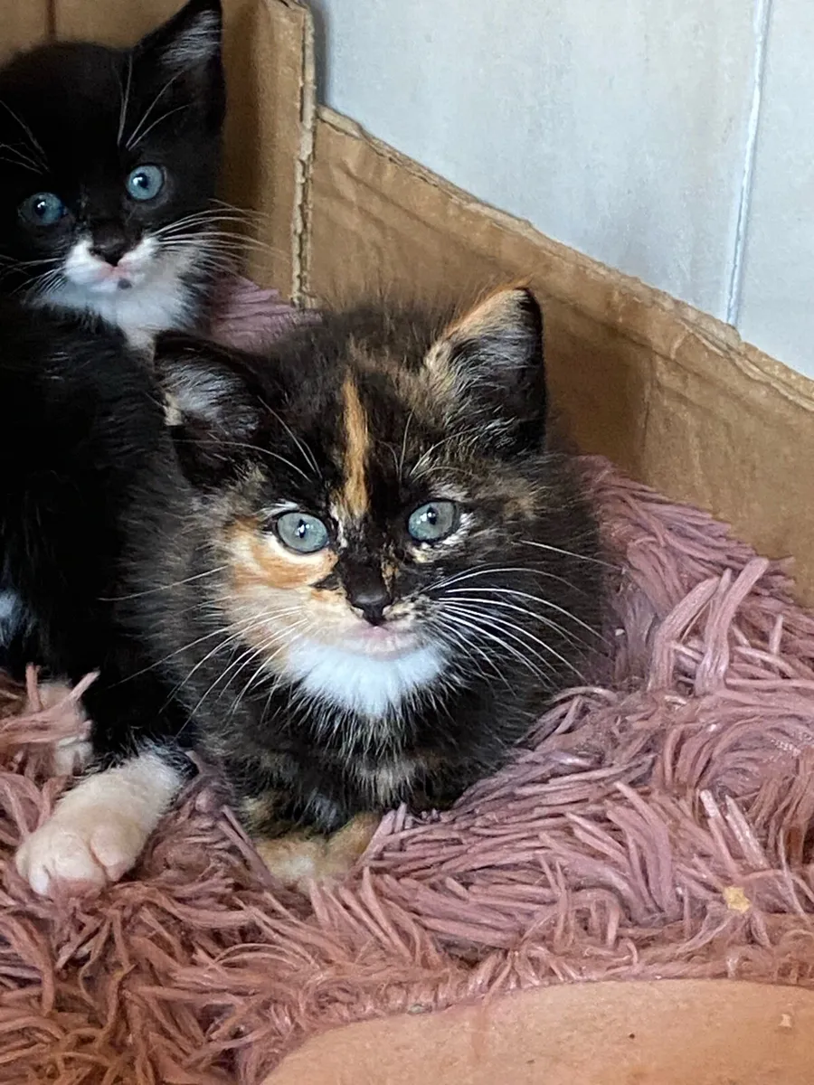 Kittens - Image 1