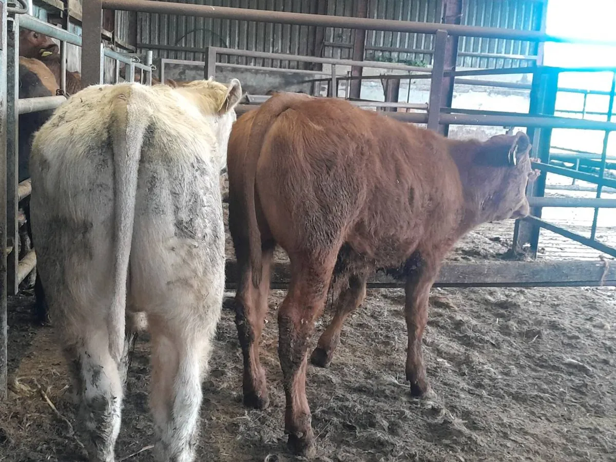 2 Smashing Suckler bred bull Weanlings - Image 4