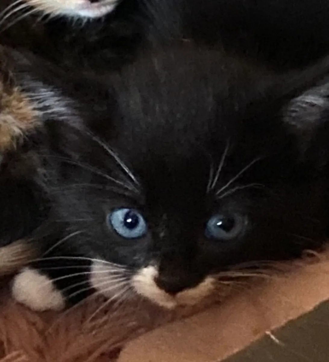 Kittens - Image 4
