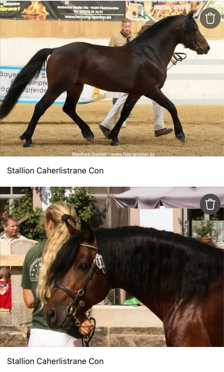 Connemara Yearling - Gelding - Image 4