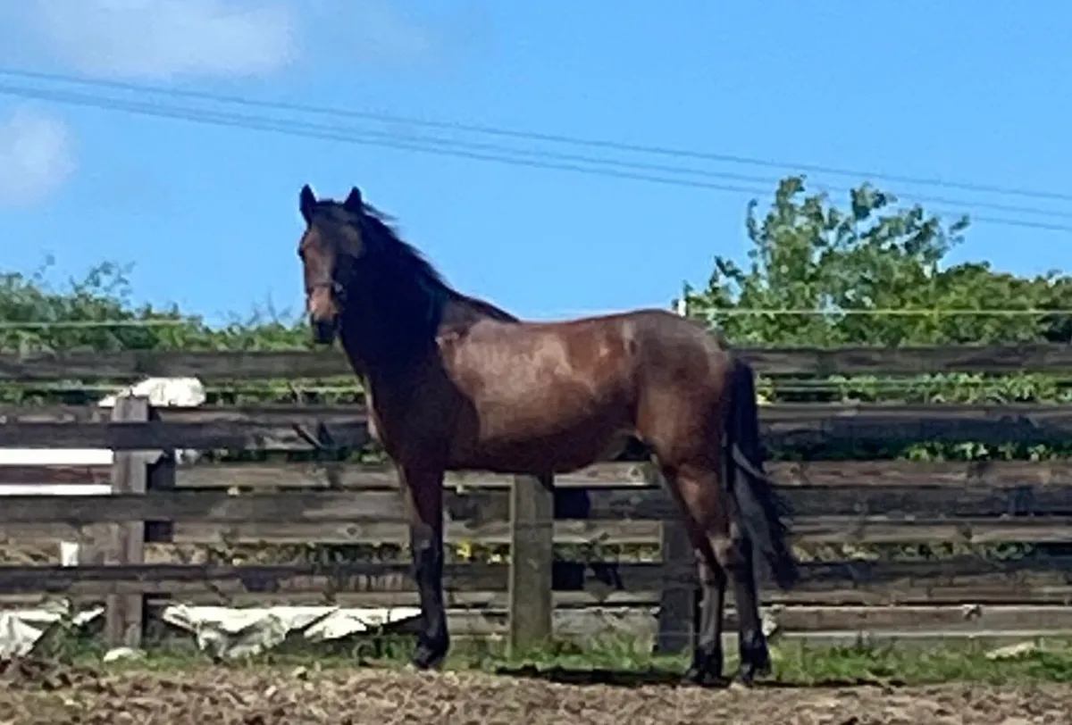 Connemara Yearling - Gelding - Image 1