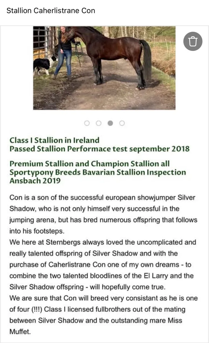 Connemara Yearling - Gelding - Image 3
