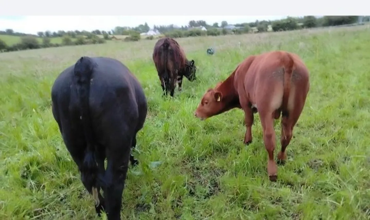 Shorthorn X cow and Angus bull calf - Image 2