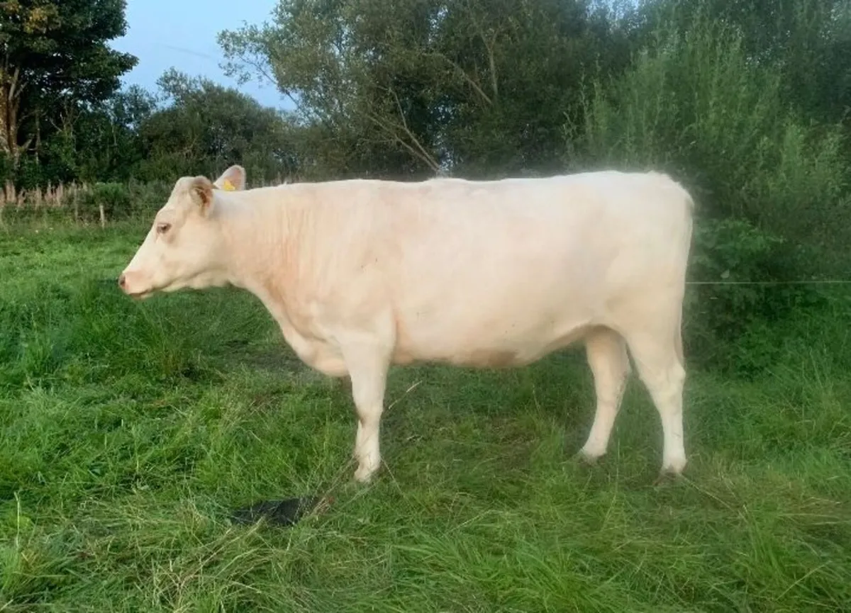 Shorthorn X cow and Angus bull calf - Image 3