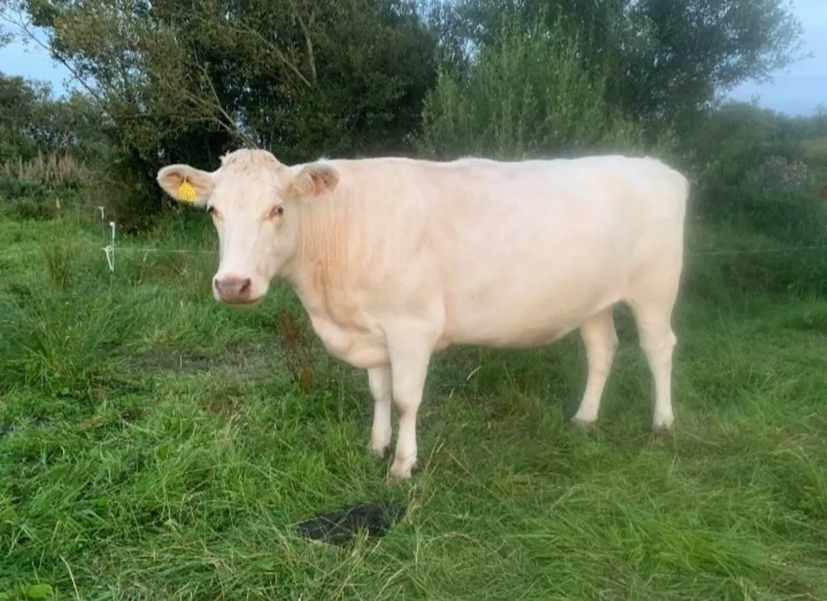 Shorthorn X cow and Angus bull calf - Image 4