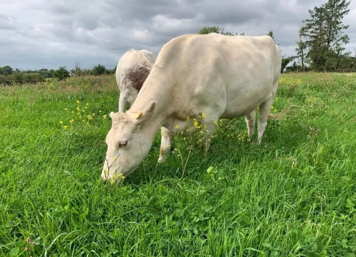 Shorthorn X cow and Angus bull calf - Image 1
