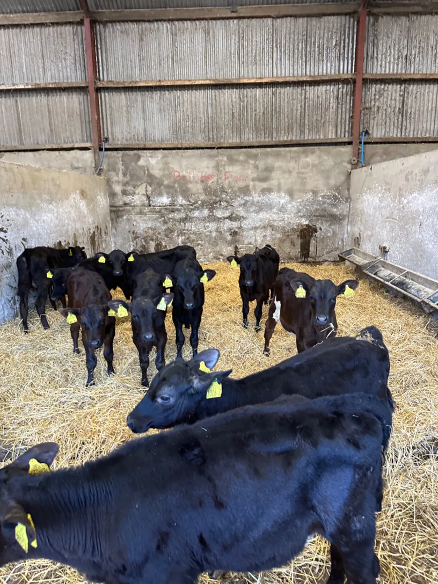 Reared Angus heifers - Image 3
