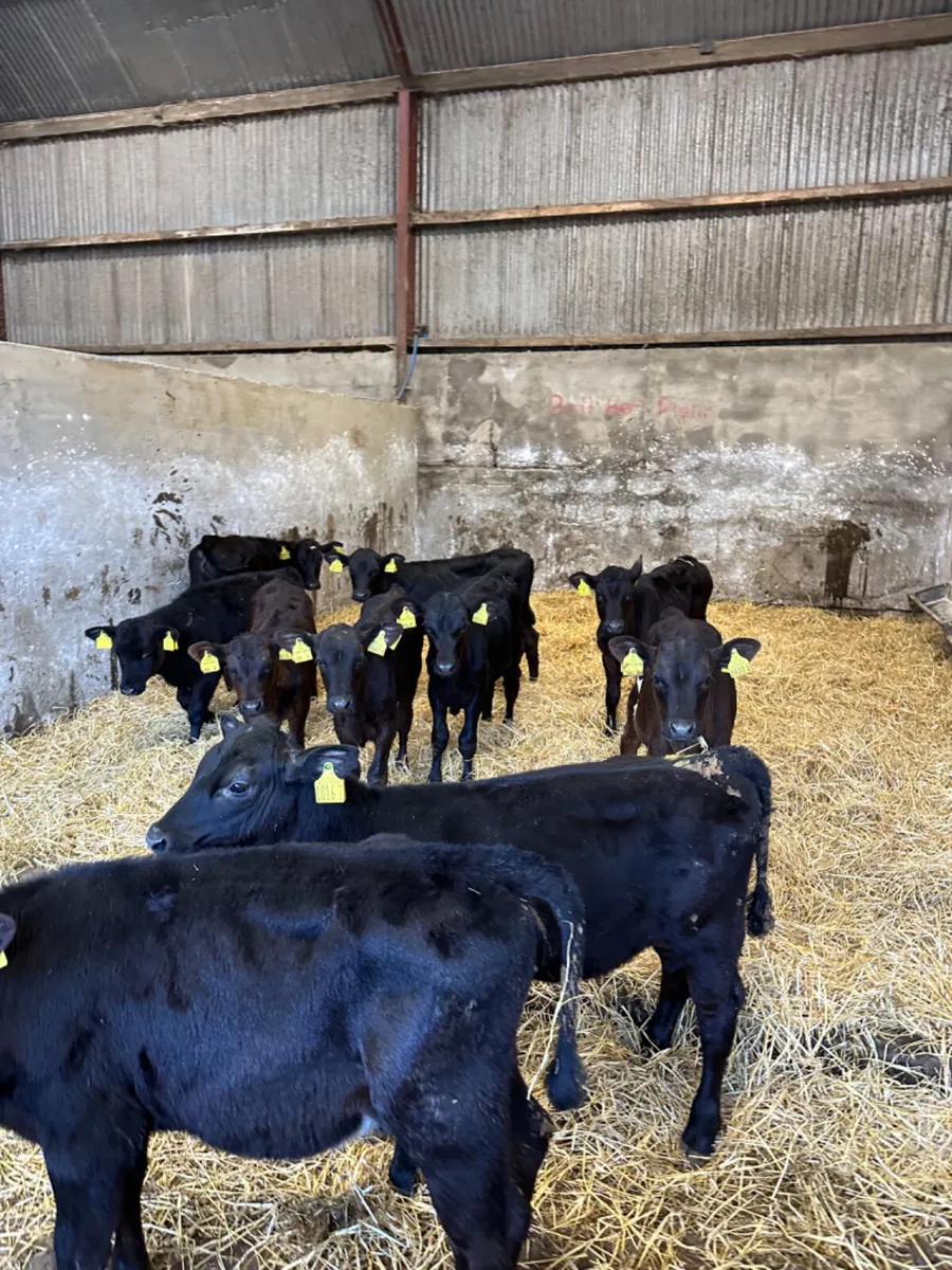 Reared Angus heifers - Image 1