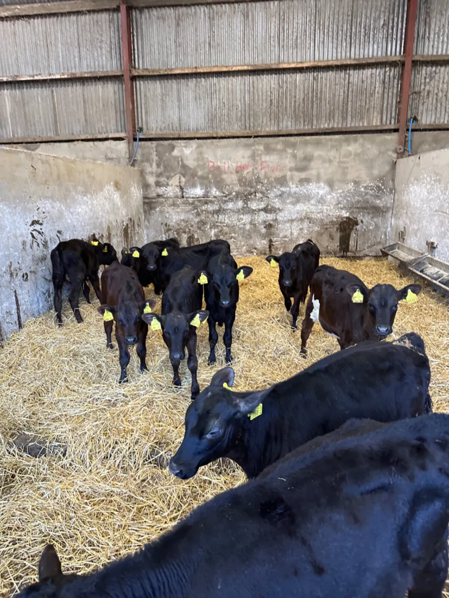 Reared Angus heifers - Image 2