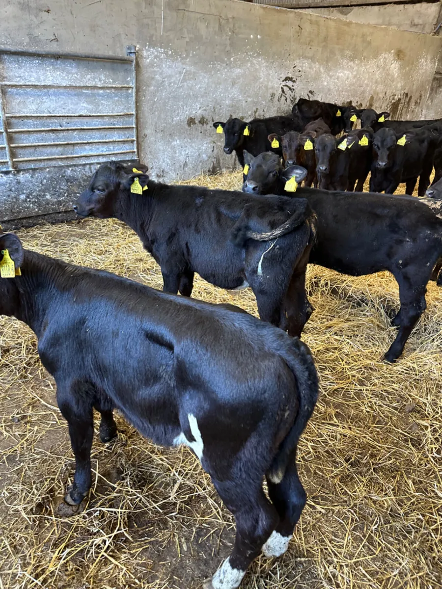 Reared Angus heifers - Image 4