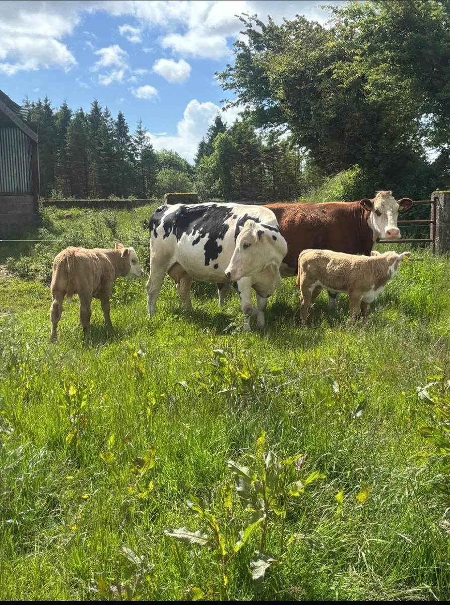 Calved cows and heifers for tuam mart - Image 3