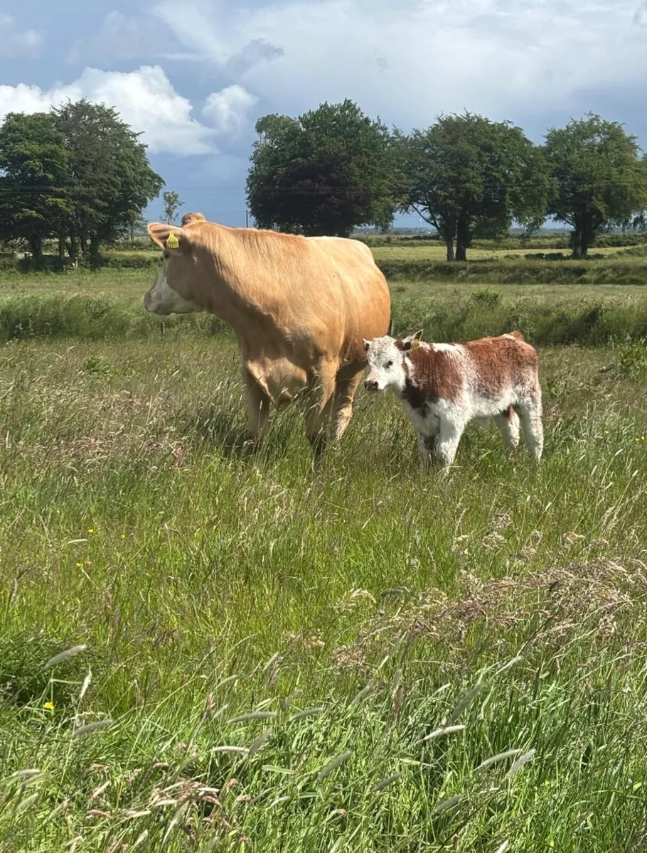 Calved cows and heifers for tuam mart - Image 4