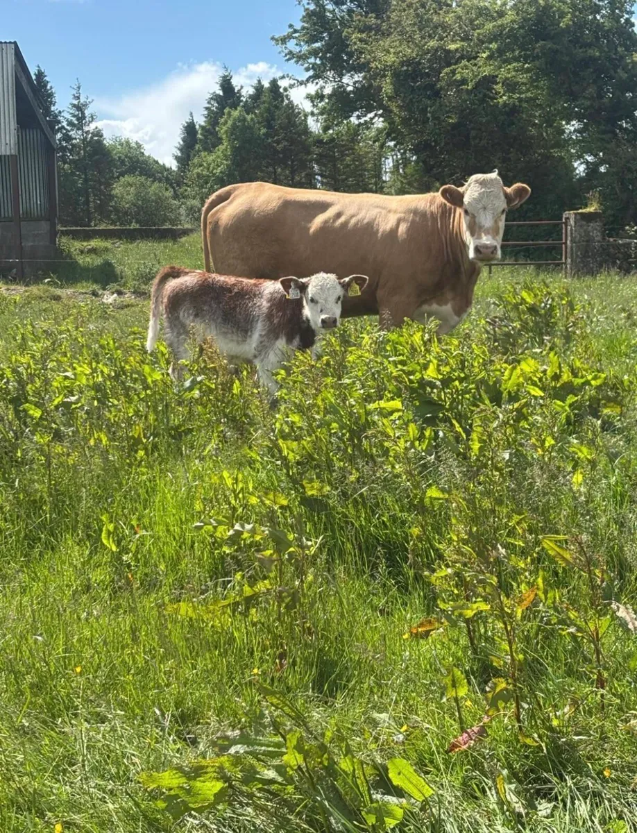 Calved cows and heifers for tuam mart - Image 1