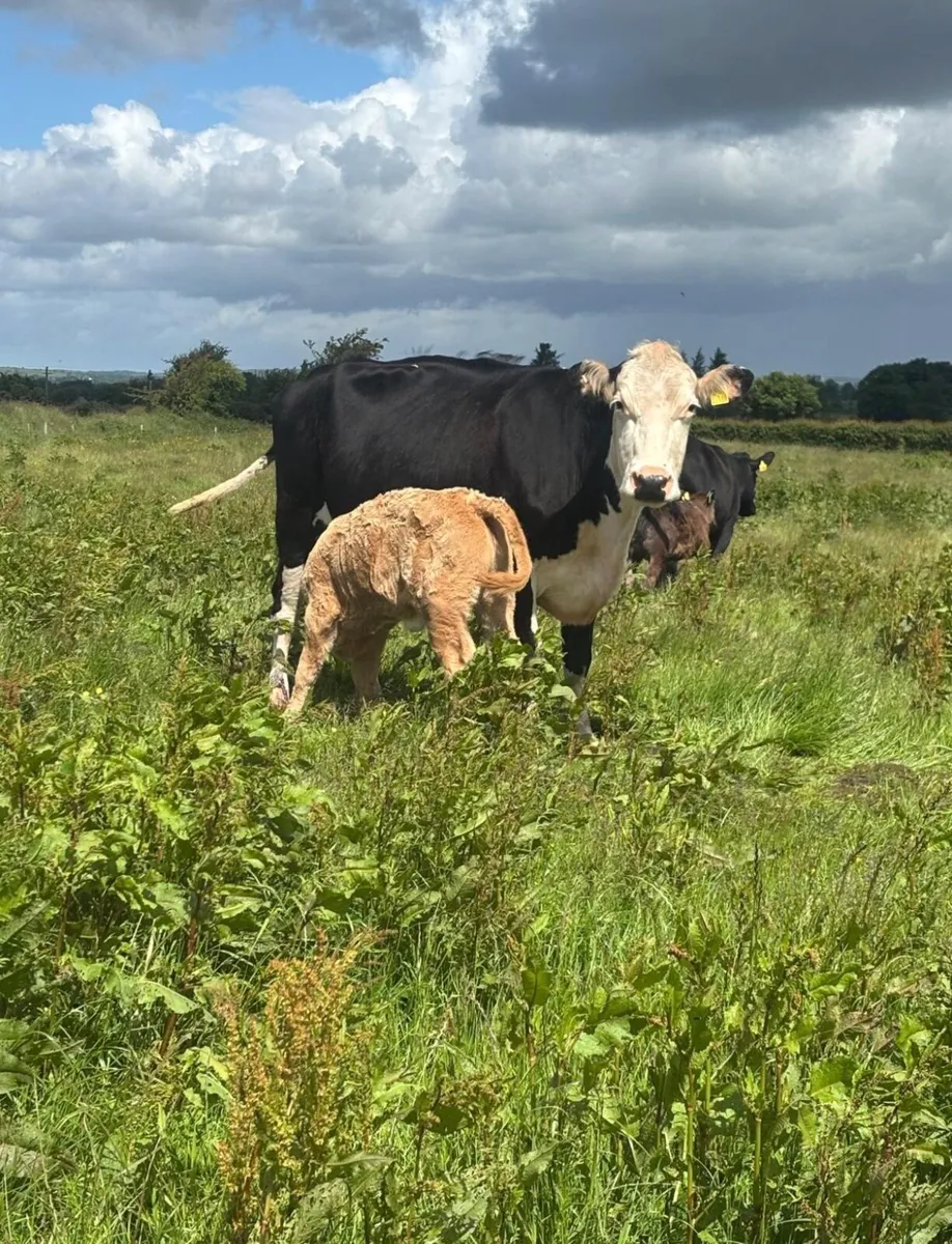 Calved cows and heifers for tuam mart - Image 2