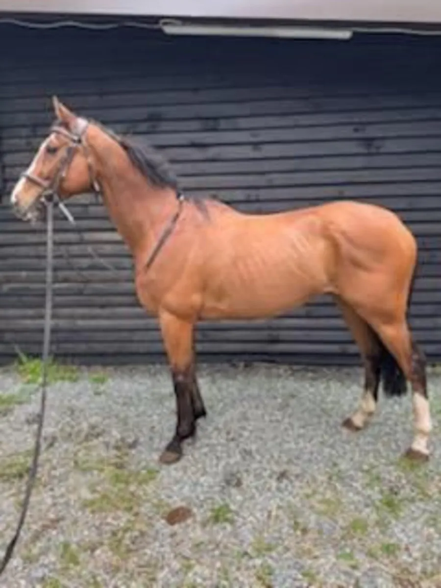 9yr Old Ex Race Horse - Image 1