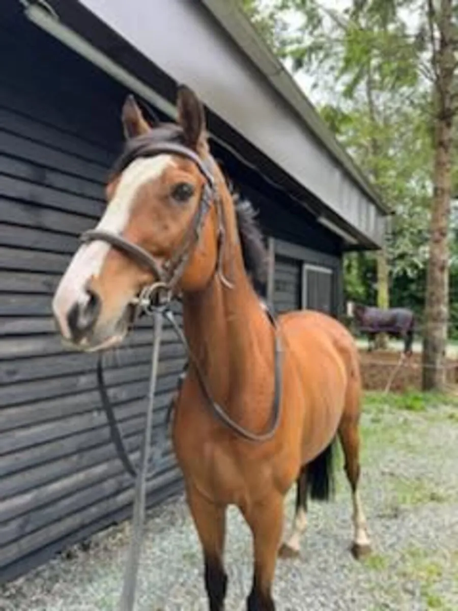 9yr Old Ex Race Horse - Image 2