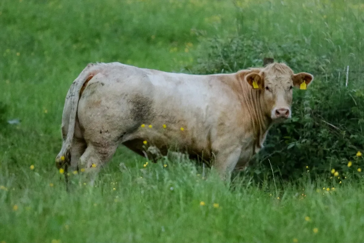 Pedigree Charolais incalf Heifers - Image 1