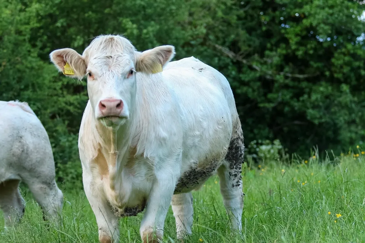 Pedigree Charolais incalf Heifers - Image 2
