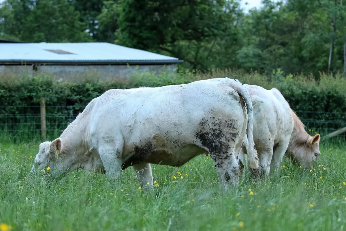 Pedigree Charolais incalf Heifers - Image 3