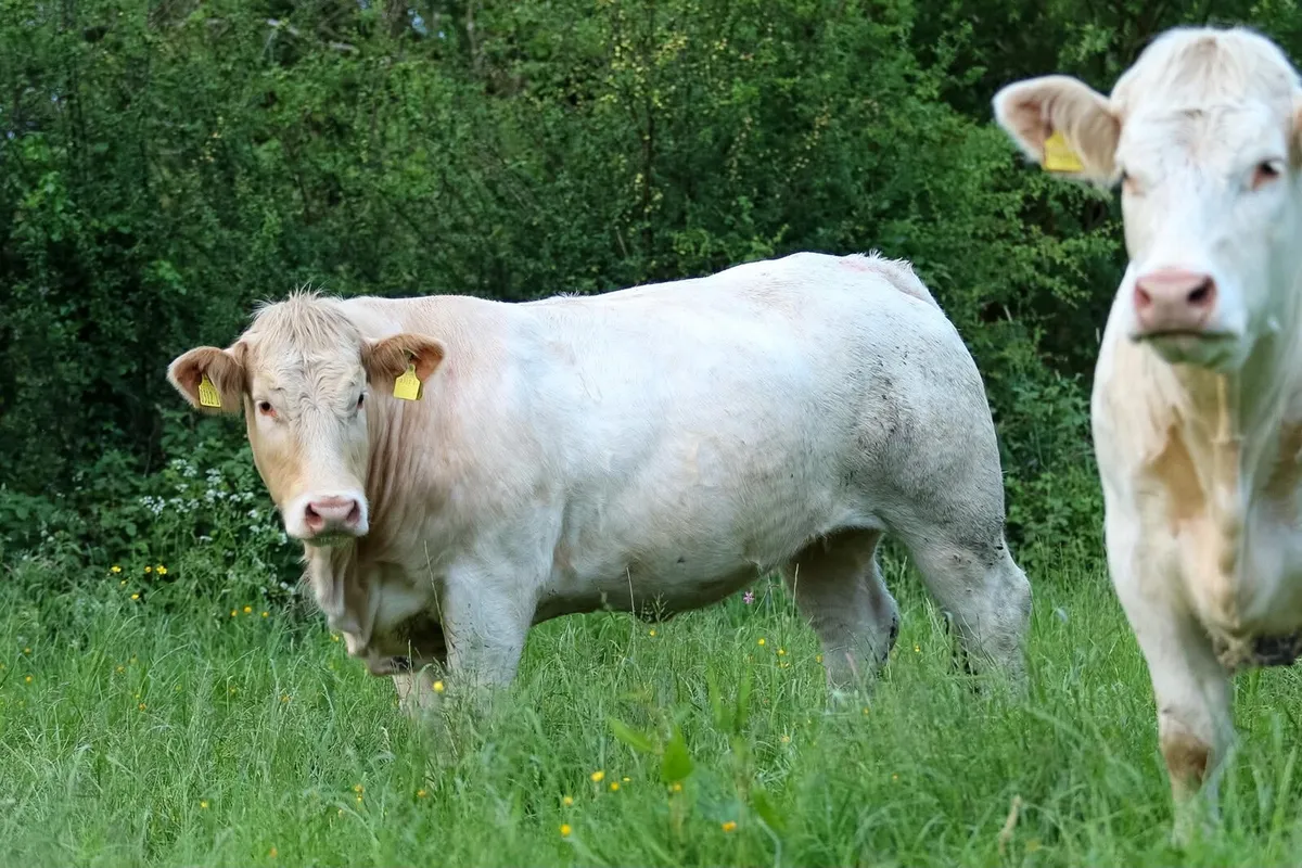 Pedigree Charolais incalf Heifers - Image 4