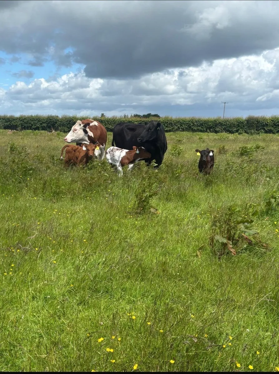 Calved cows and heifers - Image 3