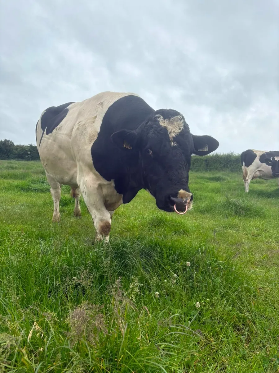 Freisan Bull - Image 1