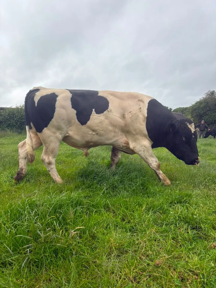 Freisan Bull - Image 2