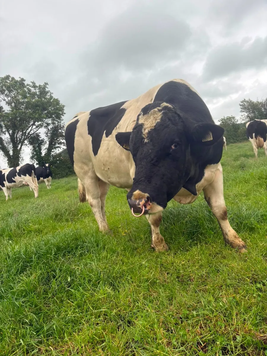 Freisan Bull - Image 3