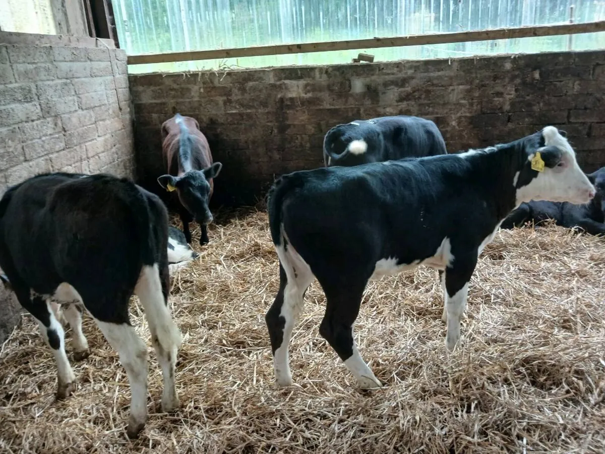 8  weaned heifer's - Image 2