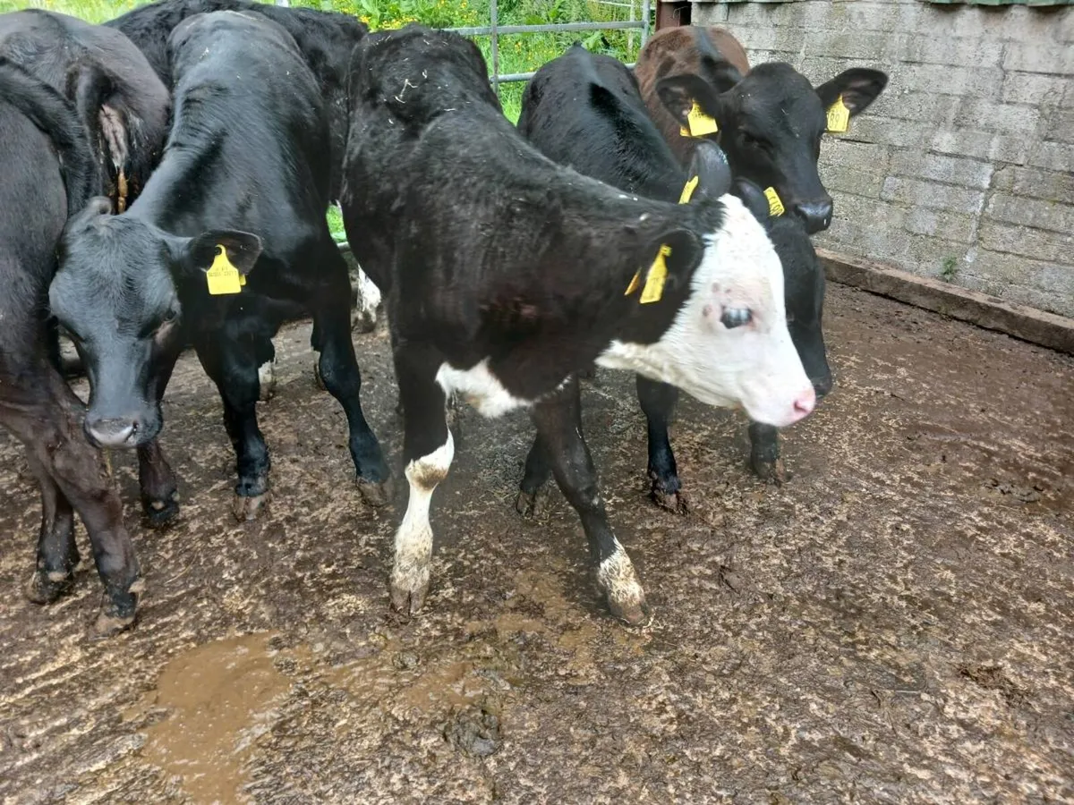 8  weaned heifer's - Image 1