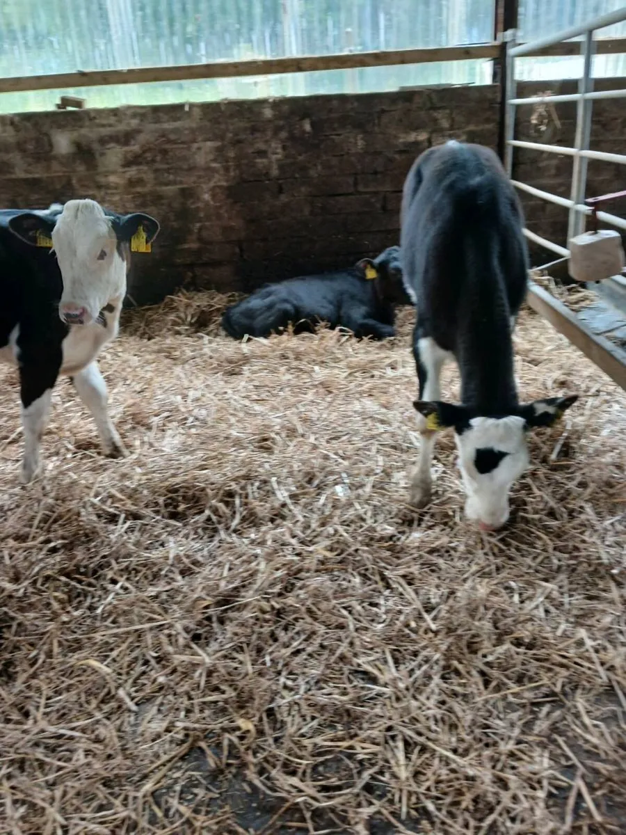 8  weaned heifer's - Image 4