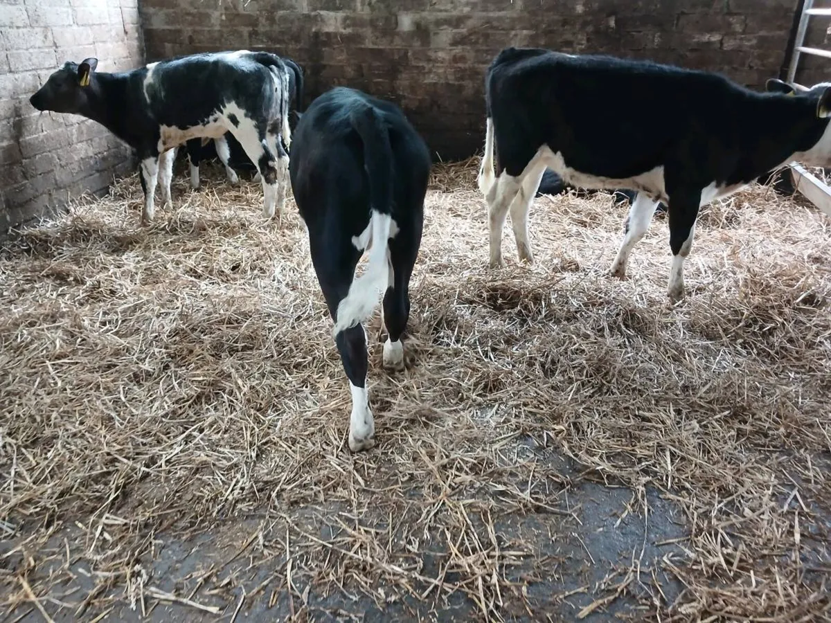 8  weaned heifer's - Image 3