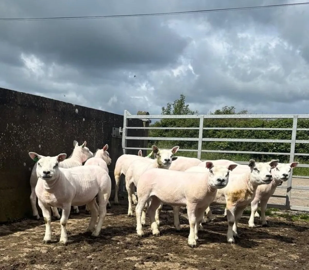 Texel Gimmers - Image 1