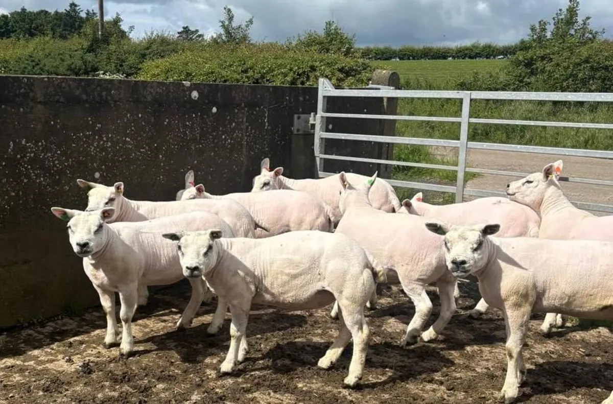 Texel Gimmers - Image 2