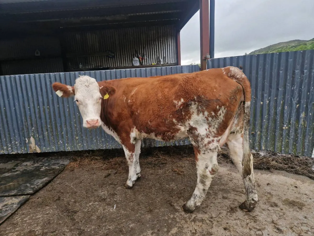 Heifer and bull Calf at foot - Image 1