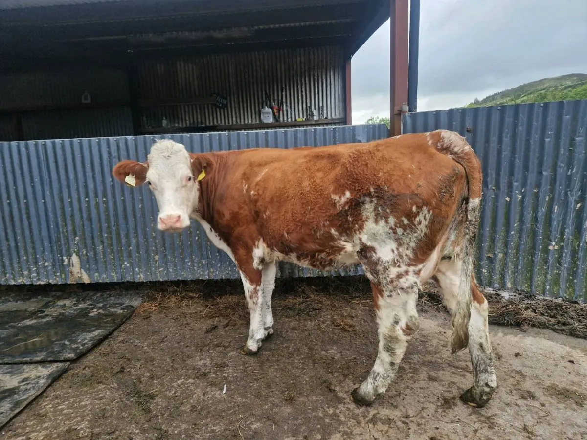 Heifer and bull Calf at foot - Image 2
