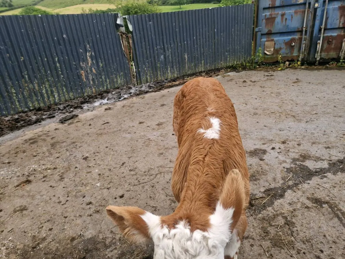 Heifer and bull Calf at foot - Image 4