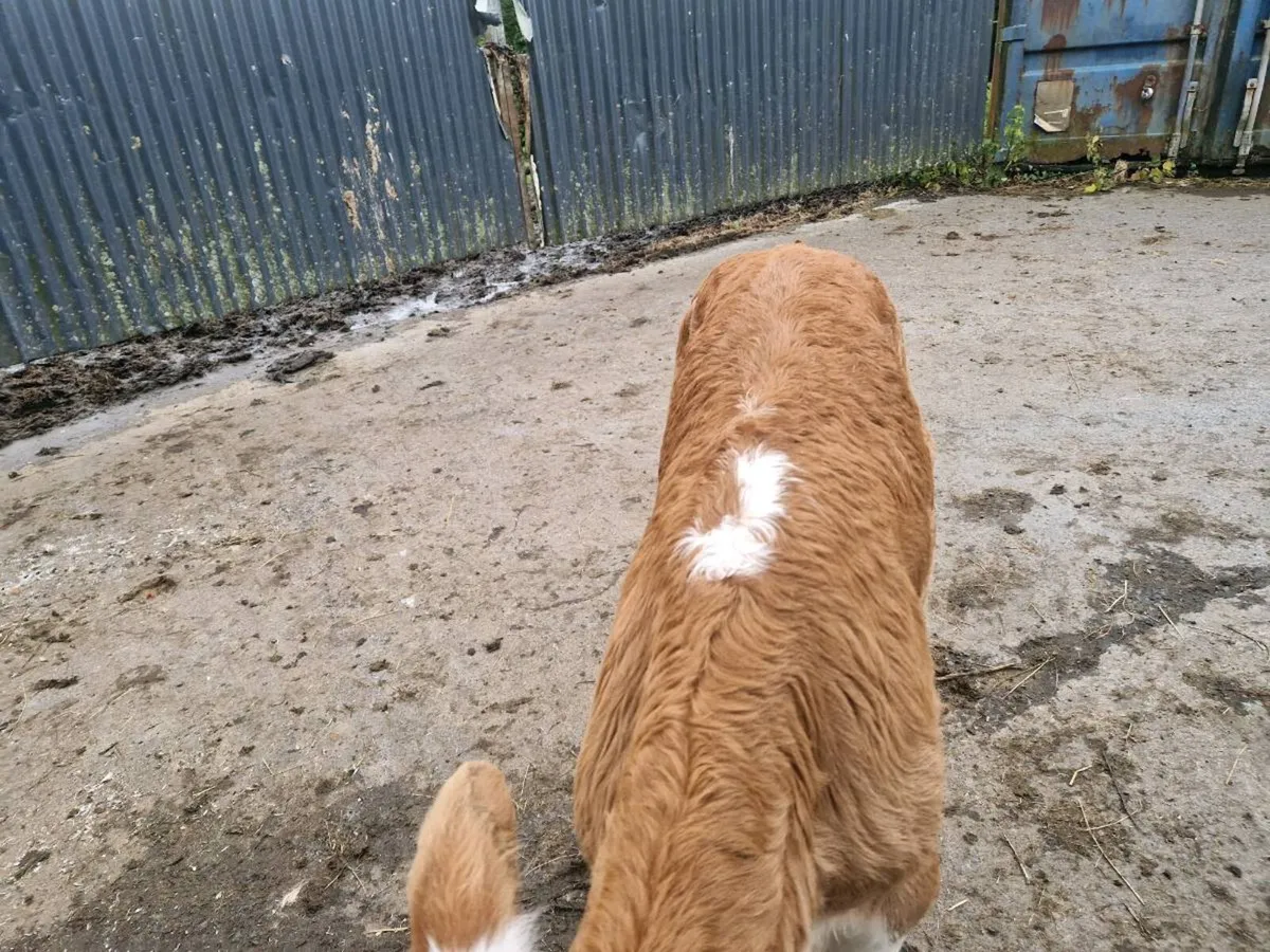 Heifer and bull Calf at foot - Image 3