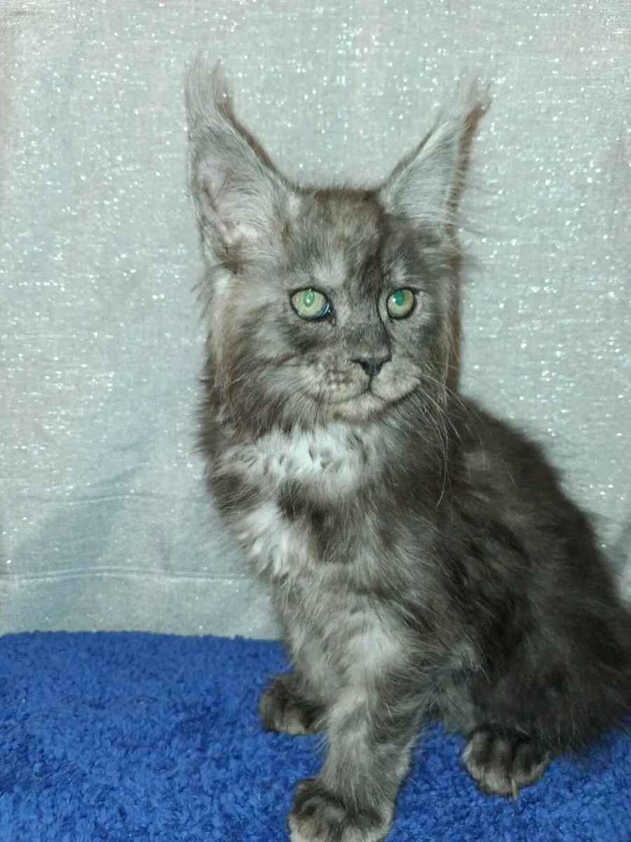 Absolutely stunning Maine Coon kittens - Image 1