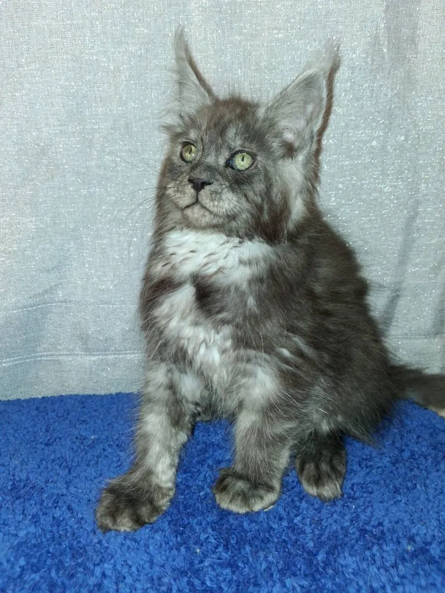 Absolutely stunning Maine Coon kittens - Image 2