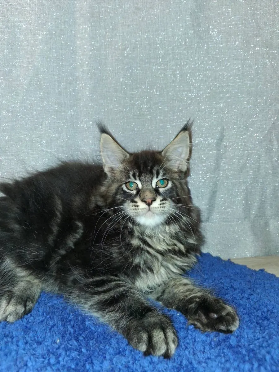 Absolutely stunning Maine Coon kittens - Image 3