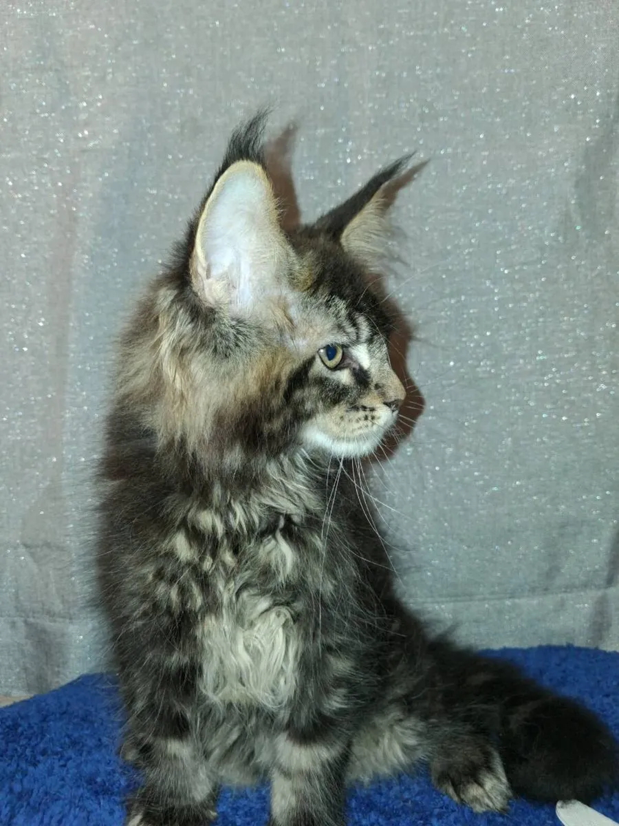 Absolutely stunning Maine Coon kittens - Image 4