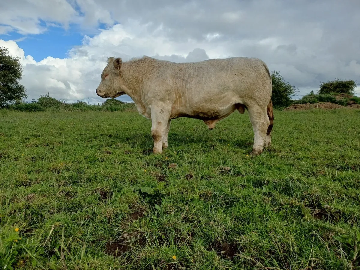Beef cattle - Image 2