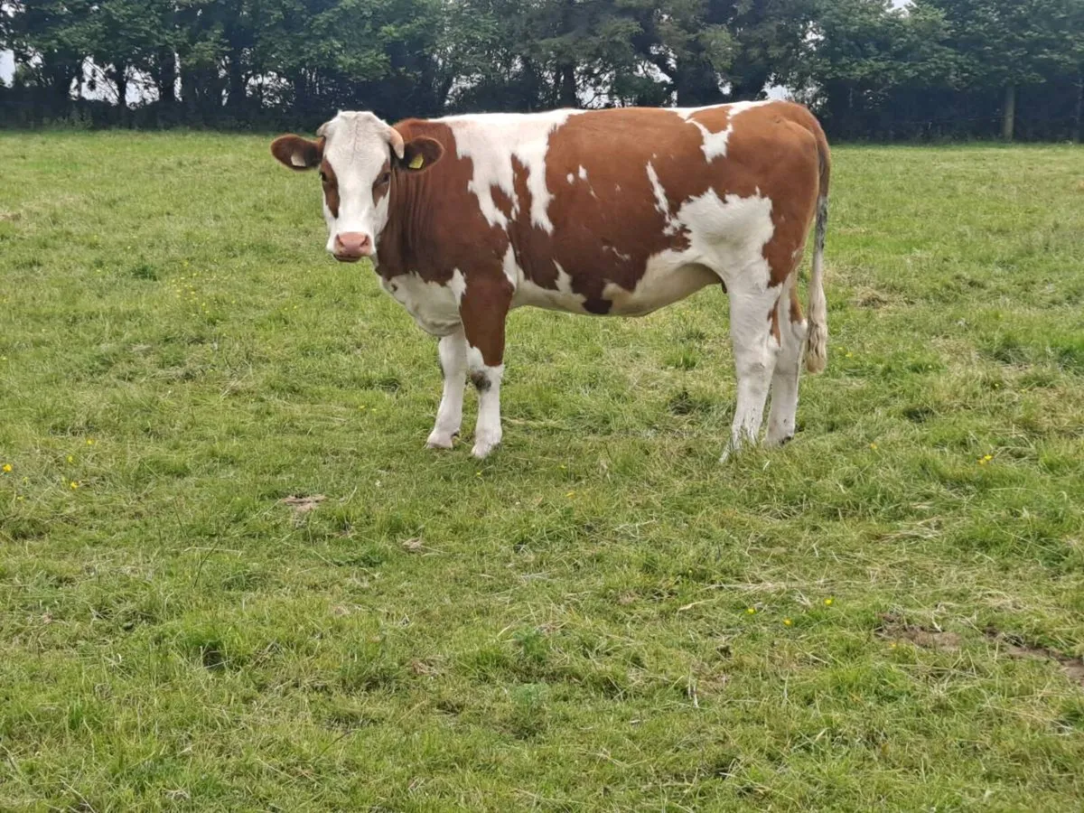 Lovely  bunch of in calf heifers  for sale - Image 2