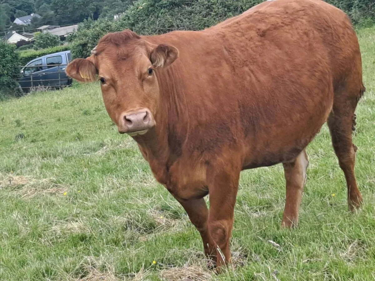 Lovely  bunch of in calf heifers  for sale - Image 3