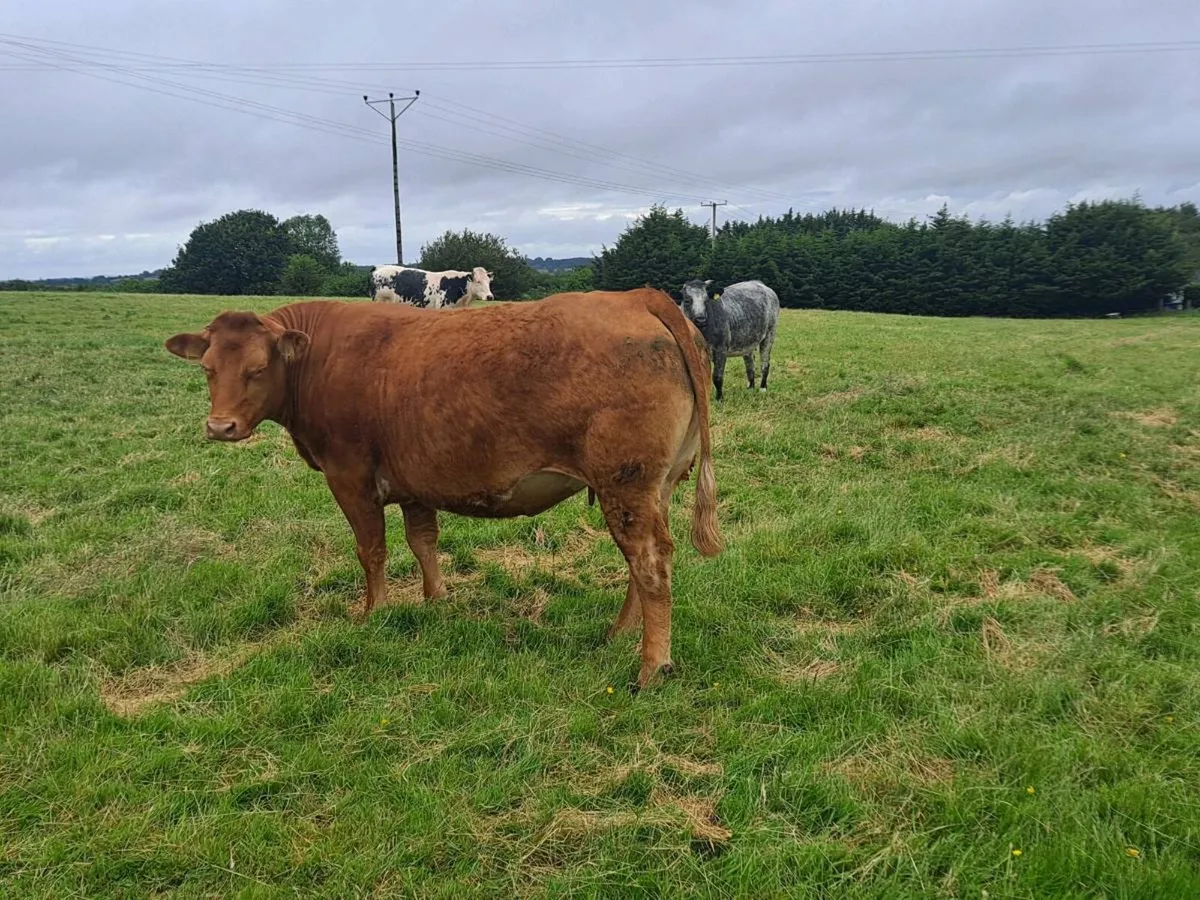 Lovely  bunch of in calf heifers  for sale - Image 4