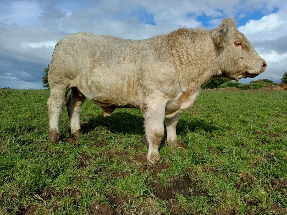 Beef cattle - Image 3