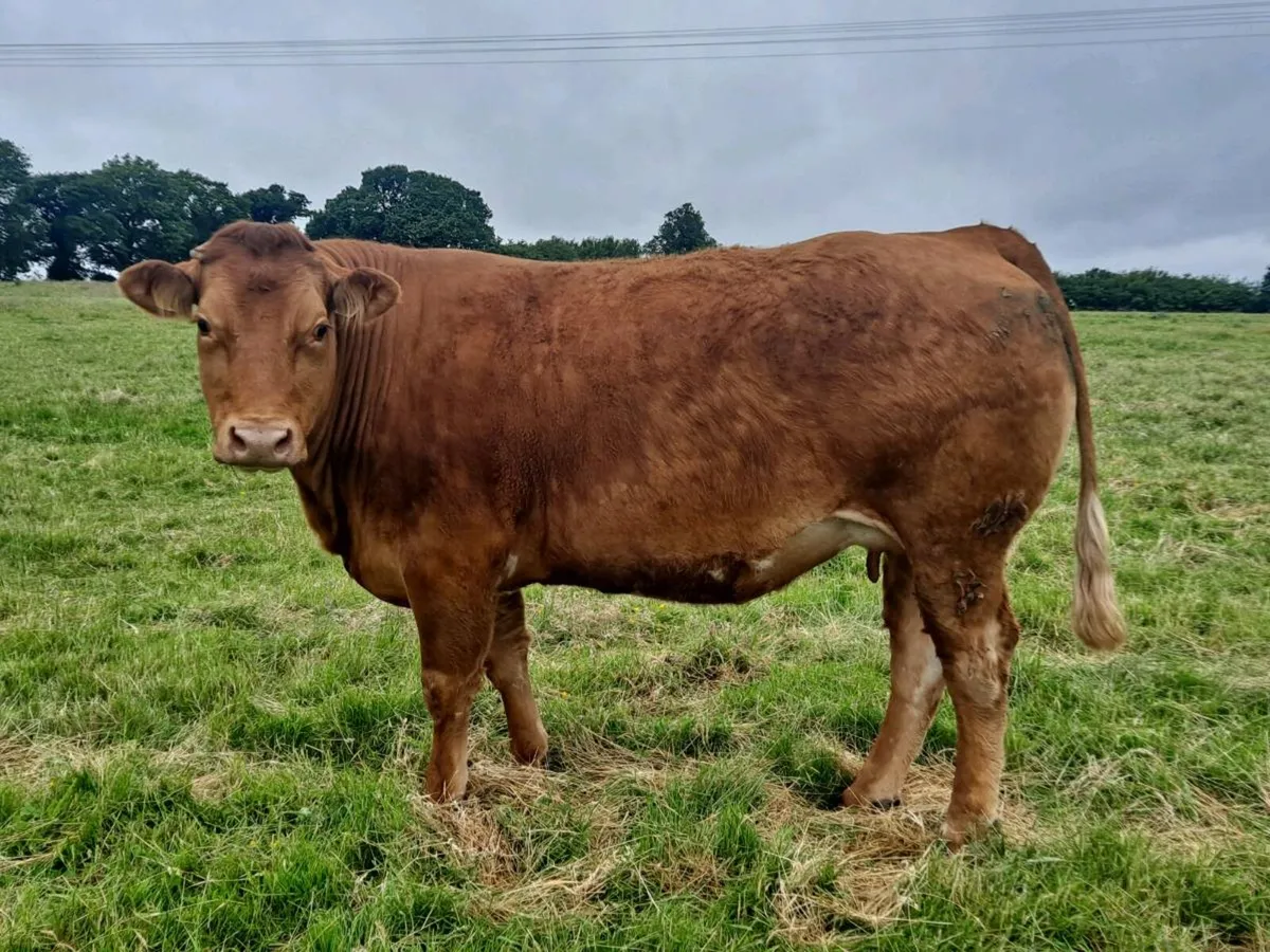 Lovely  bunch of in calf heifers  for sale - Image 1