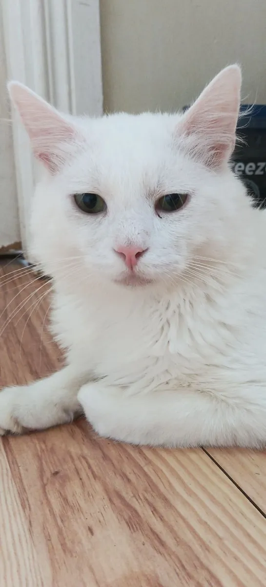 Kitten - Image 2